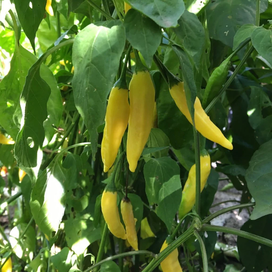 image d'une tomate Aji Pineapple