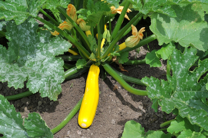 image d'une tomate Atena Polka