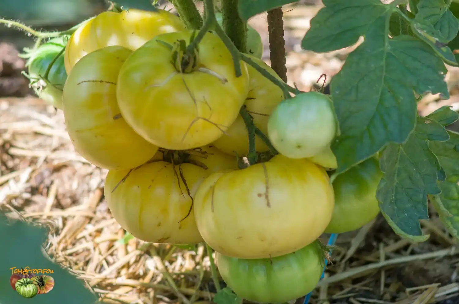 image d'une tomate Azul blanco