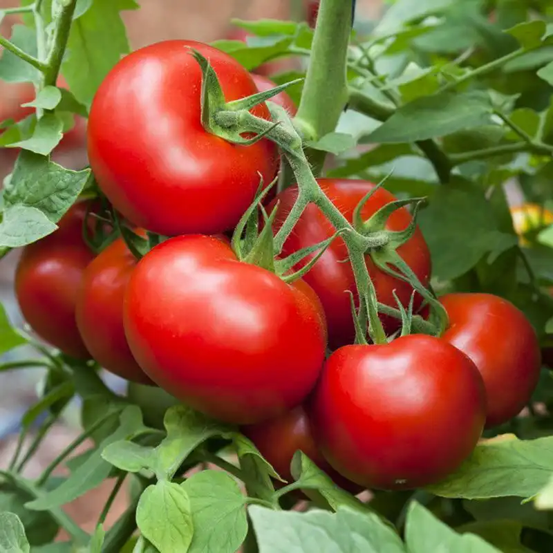 image d'une tomate Belle de lorraine