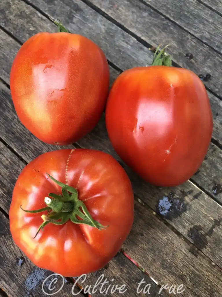 image d'une tomate Bistecca cantu