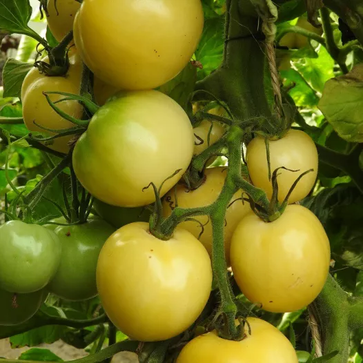 image d'une tomate Blanche de picardie