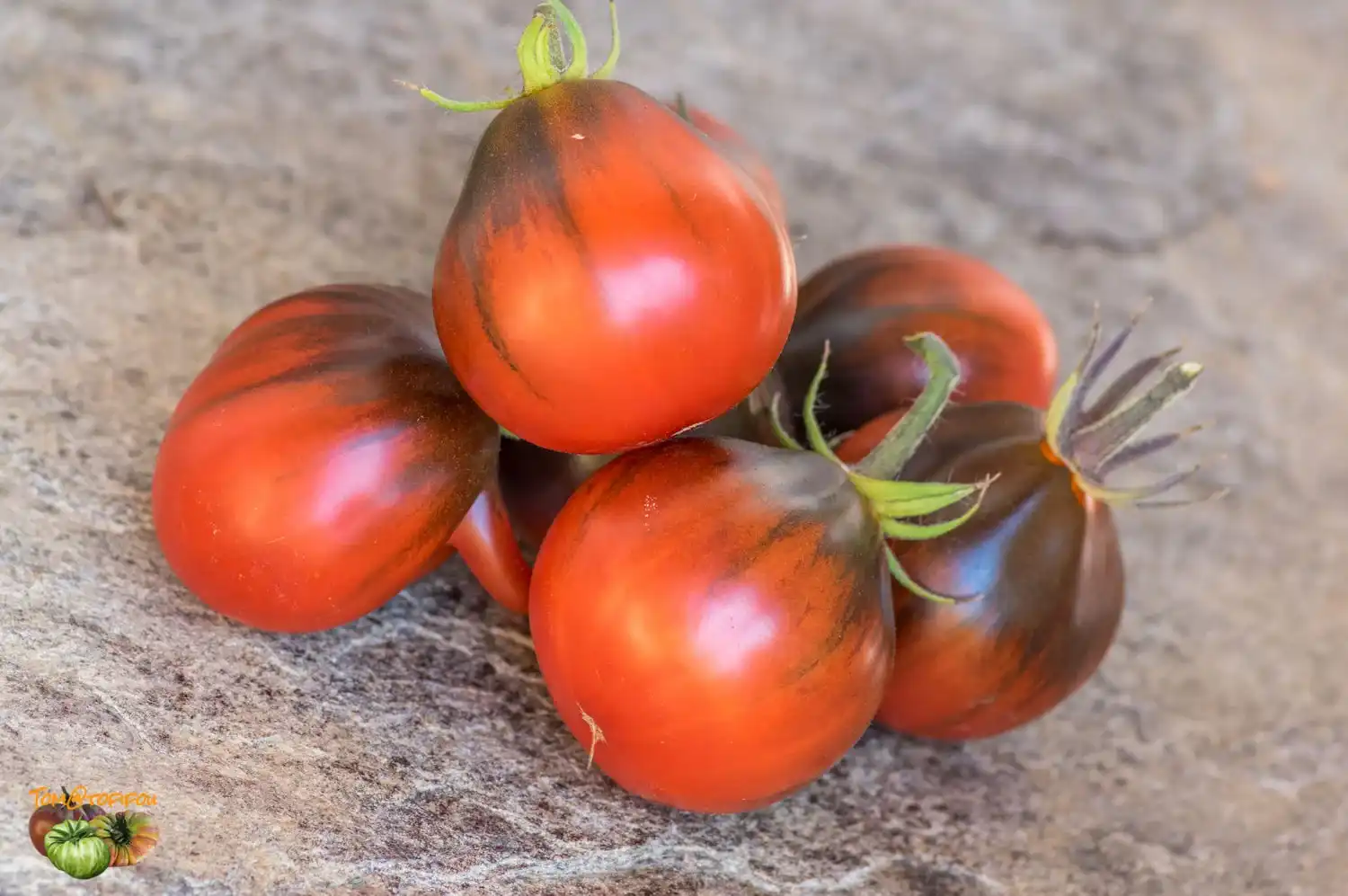 image d'une tomate Blue pear