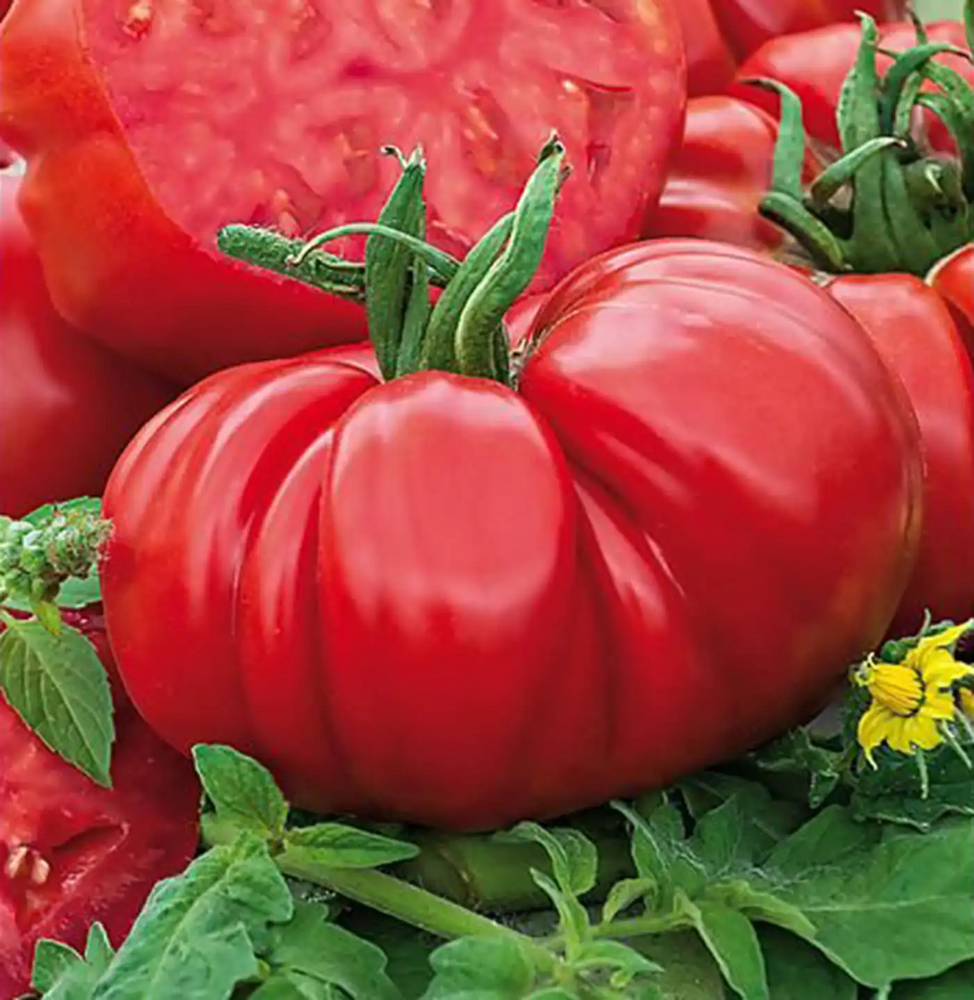 image d'une tomate Brutus