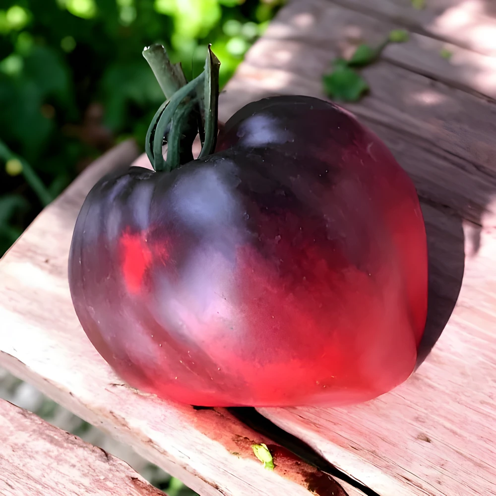image d'une tomate Cœur de boeuf bleue