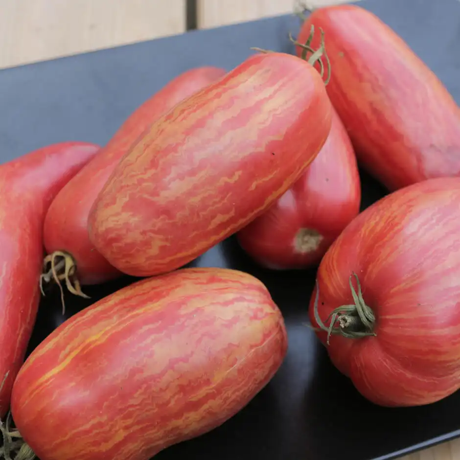 image d'une tomate Fuego Rosa