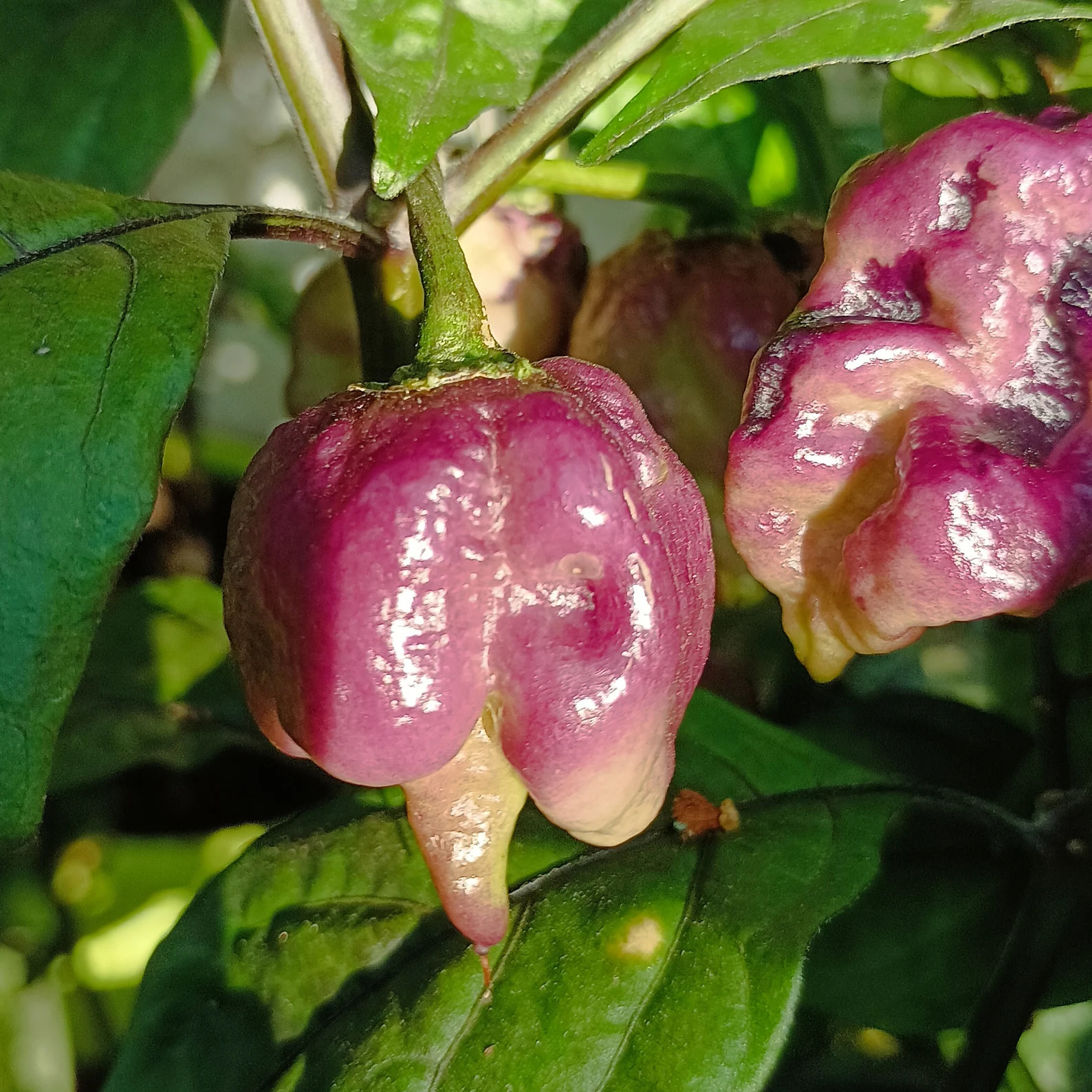 image d'une tomate Ganzo Peach