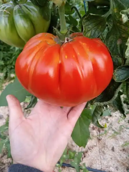 image d'une tomate Gigante de galicia