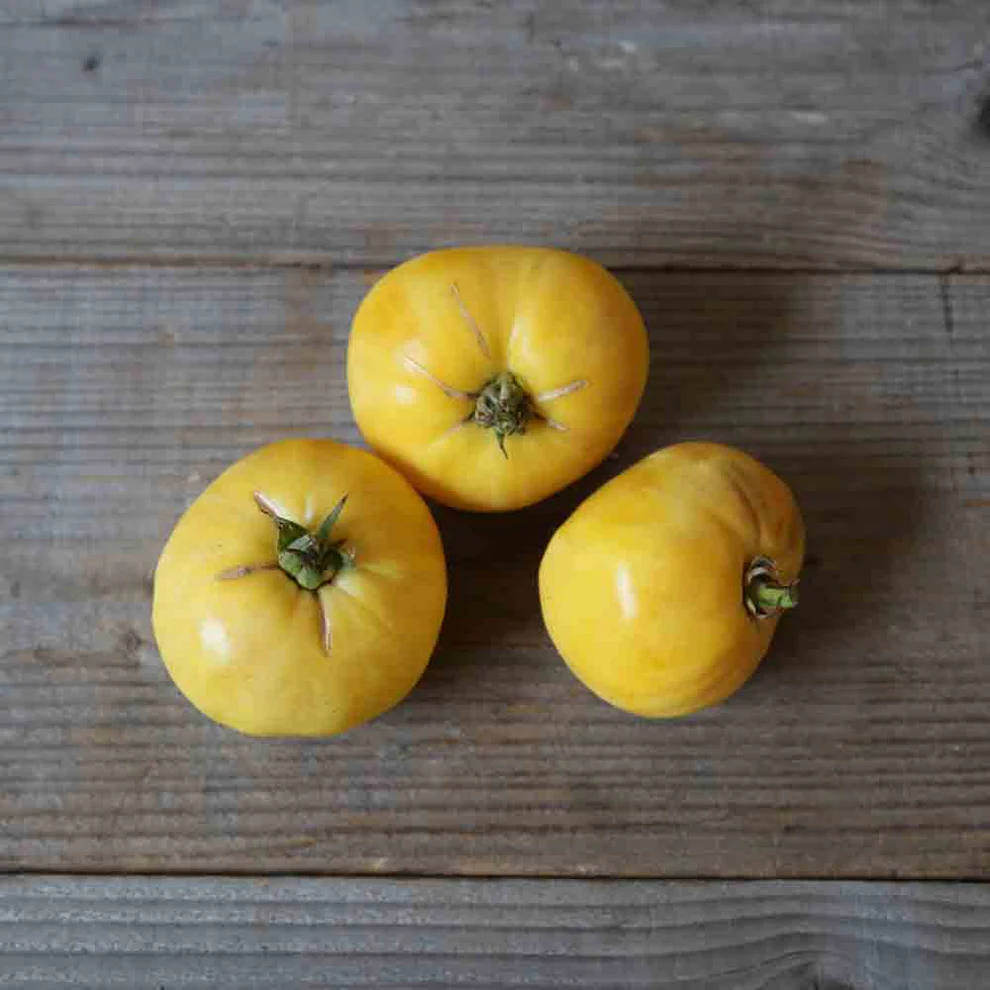 image d'une tomate Great white