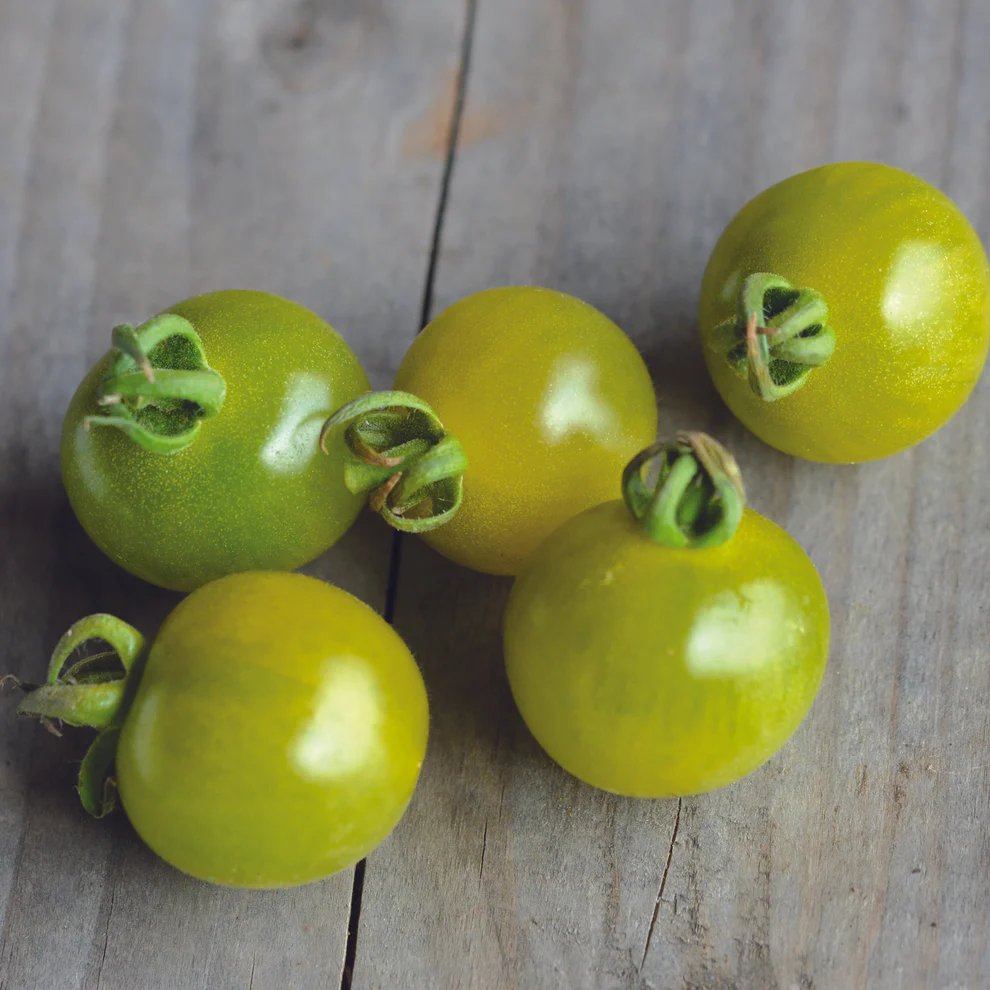 image d'une tomate Green doctor's