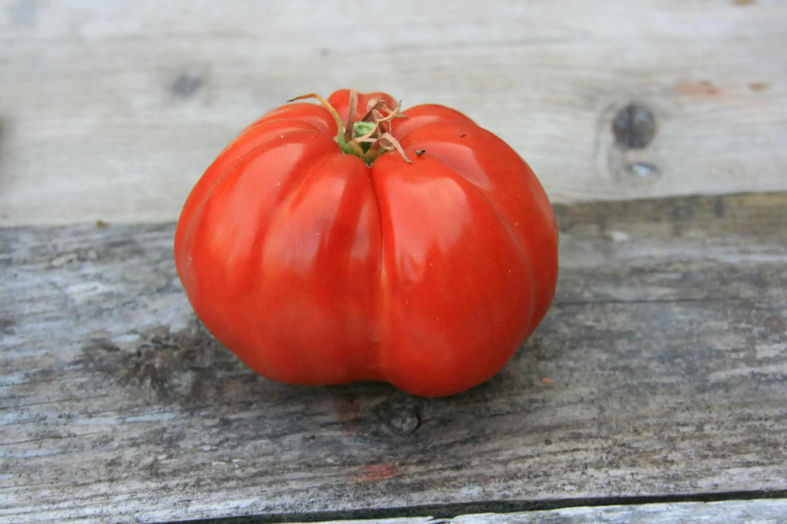 image d'une tomate Grosse de Trelazé