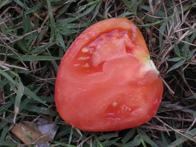 image d'une tomate Mega abricot
