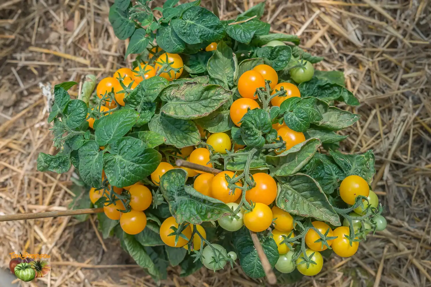 image d'une tomate Orange hat