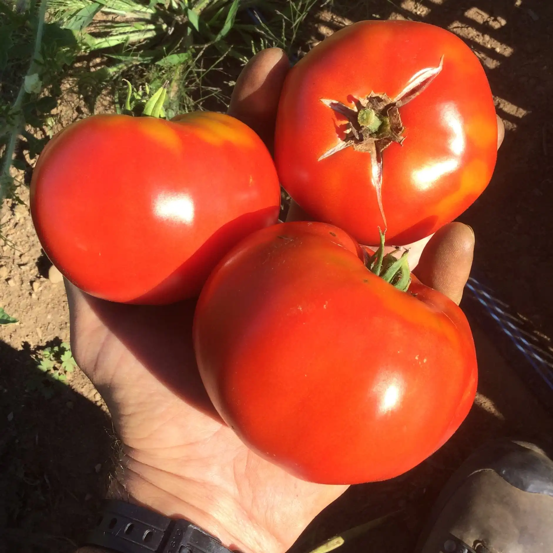image d'une tomate Oregon spring