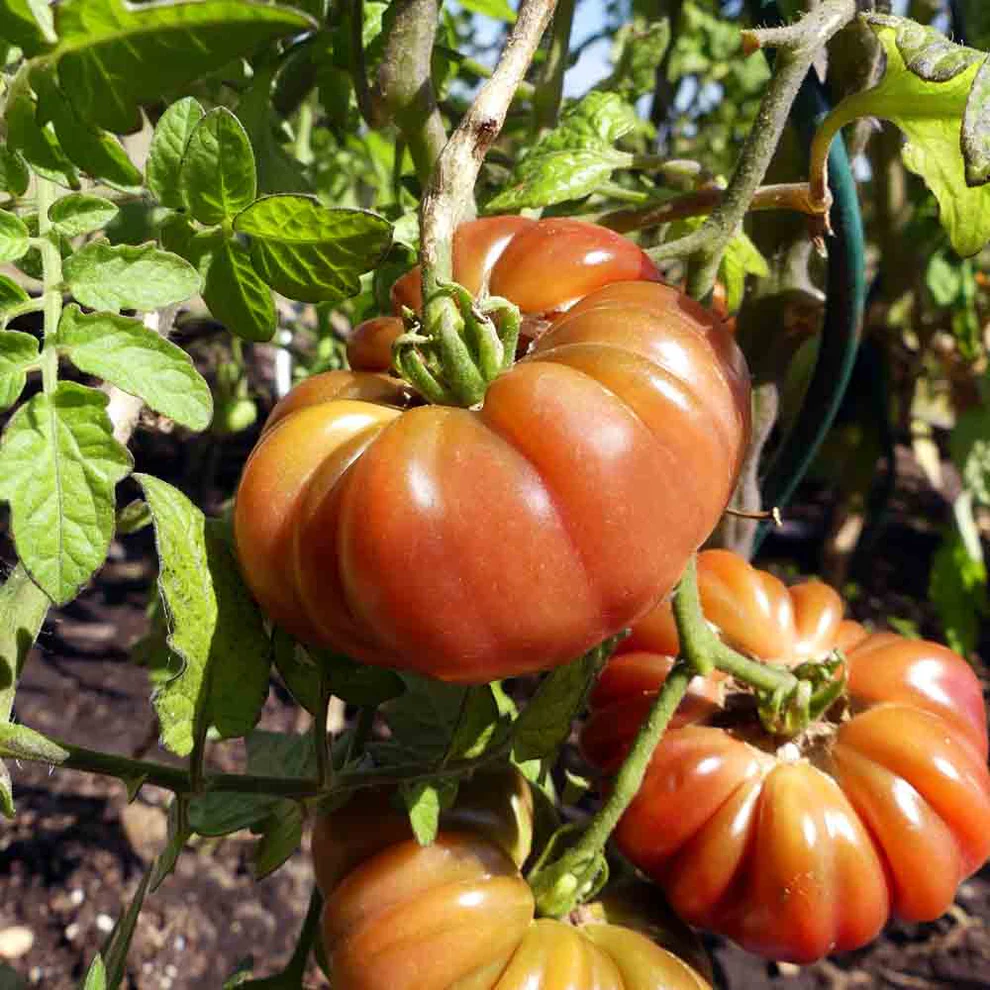 image d'une tomate Purple Calabash