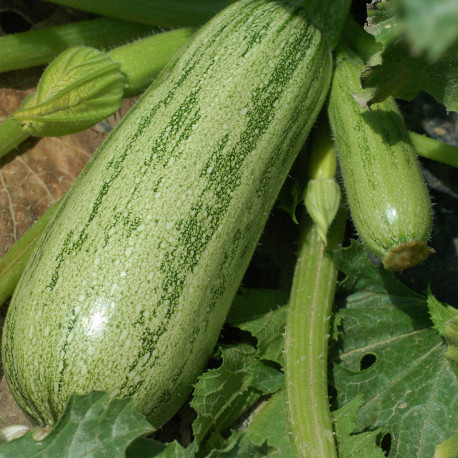 image d'une tomate Quarantaine