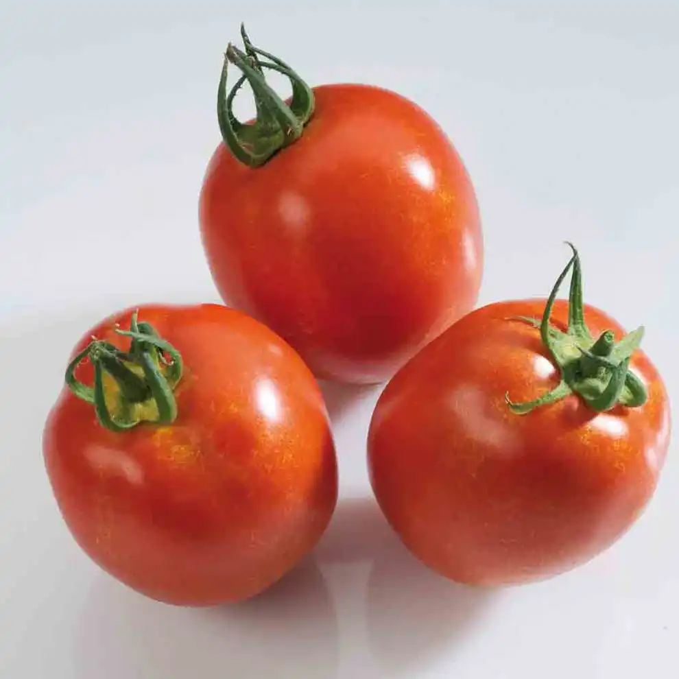 image d'une tomate Rio grande