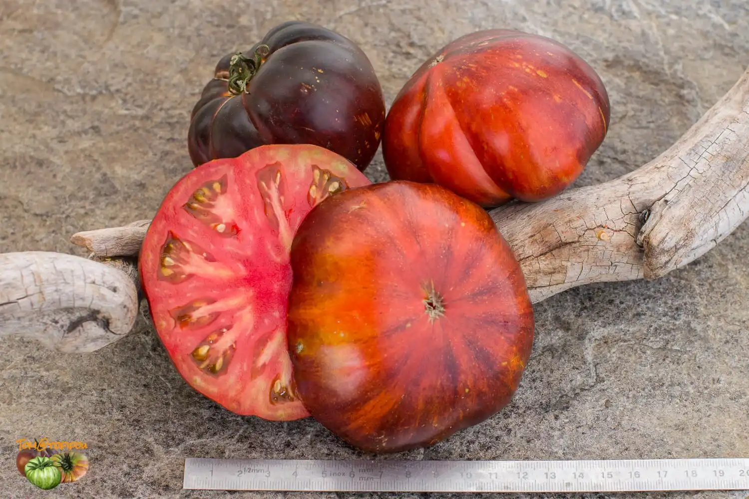image d'une tomate Solar Eclipse