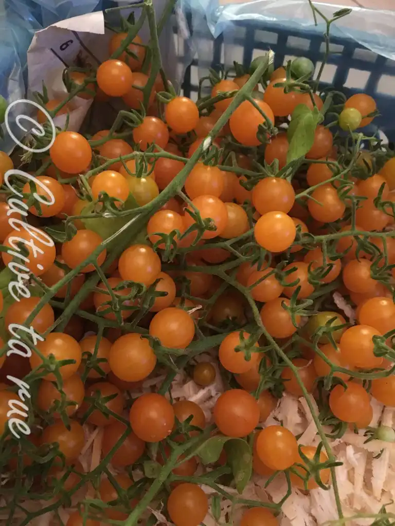 image d'une tomate Spontaneum