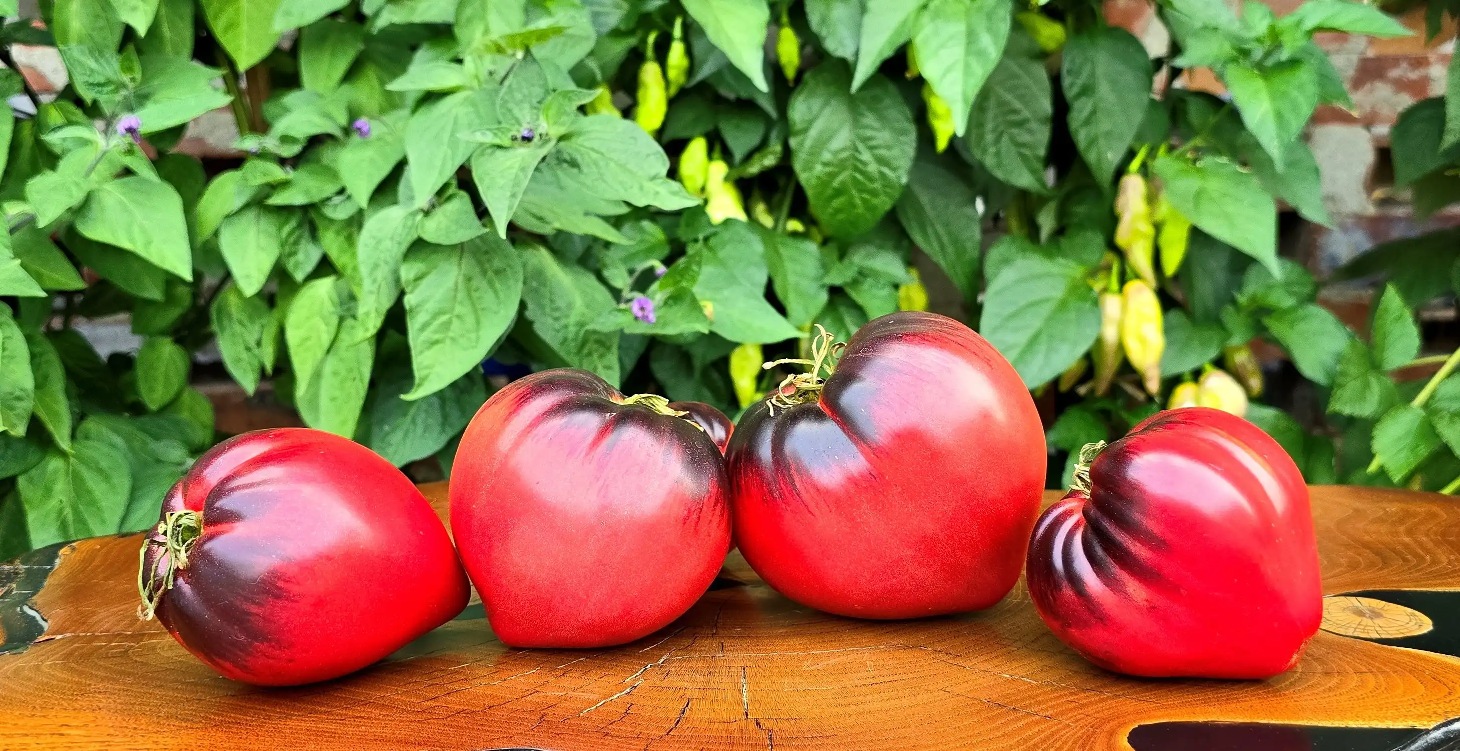 image d'une tomate Strawberry sgt