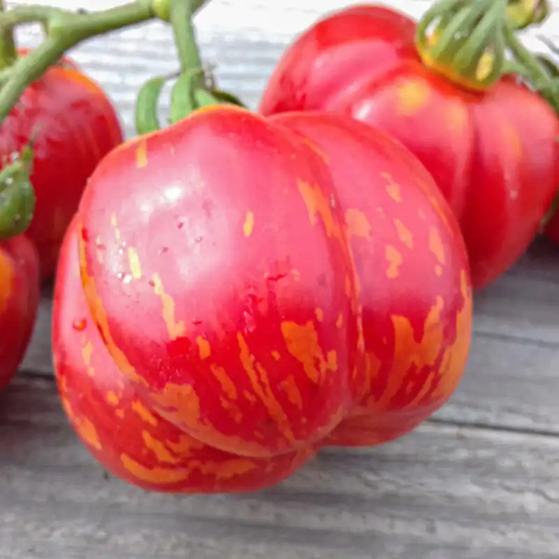 image d'une tomate Stripped cavern