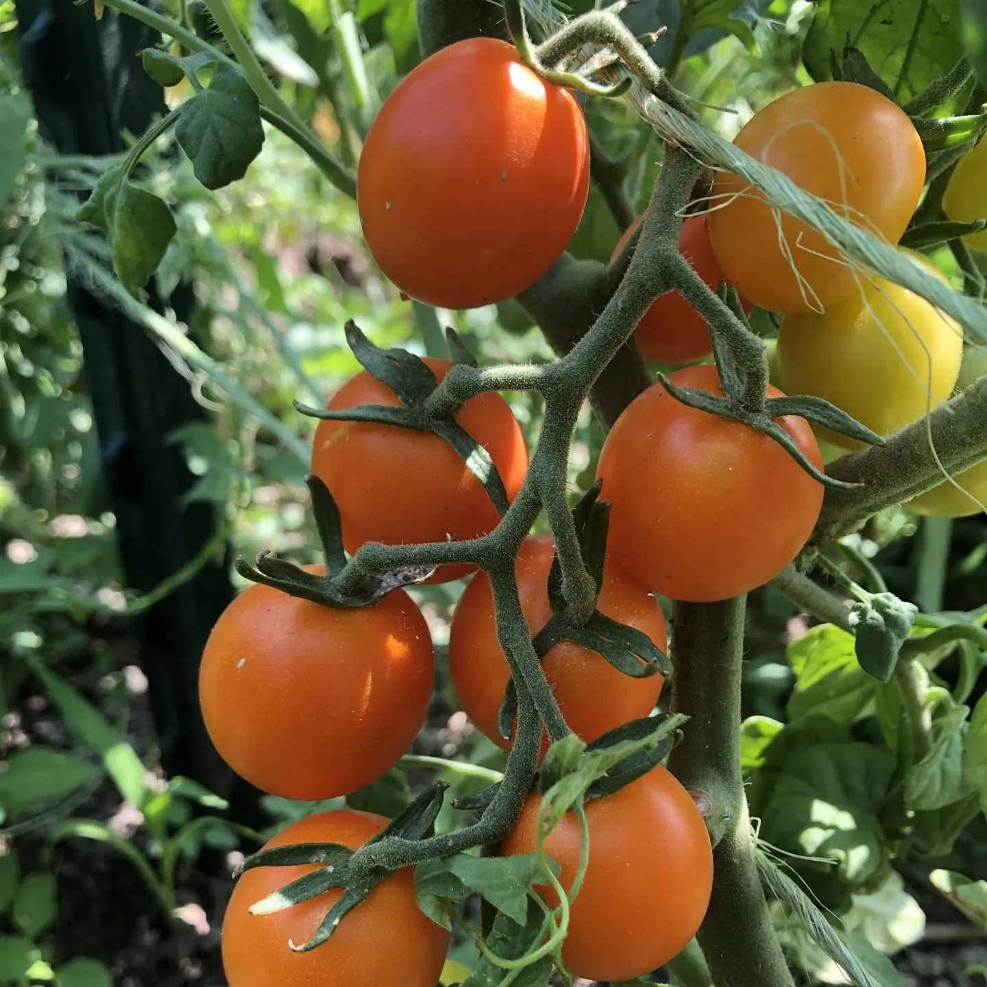 image d'une tomate Sweet orange II