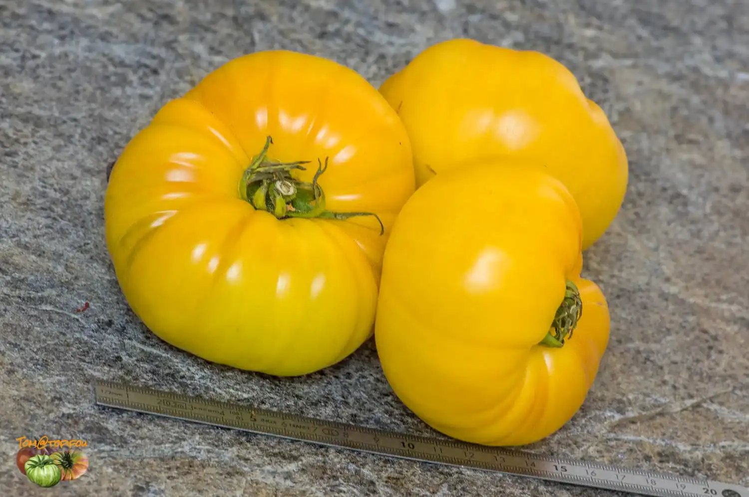 image d'une tomate TC jones