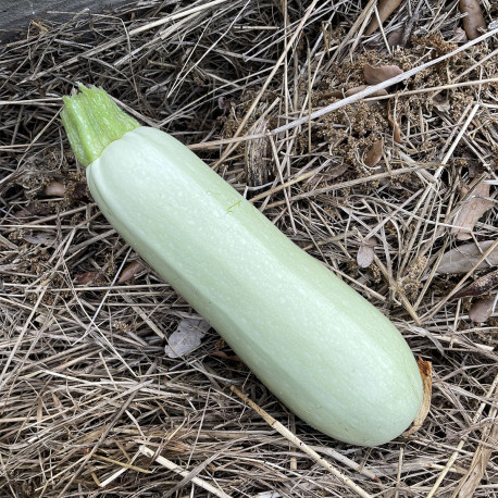 image d'une tomate White Lebanon