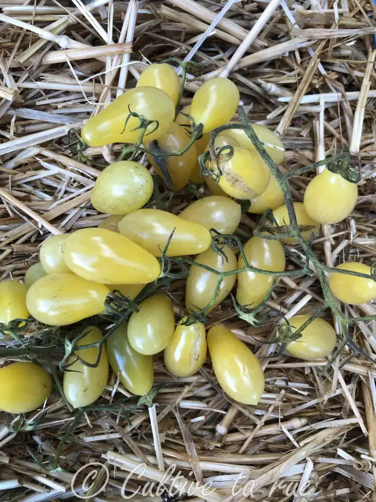 image d'une tomate Yvory tears