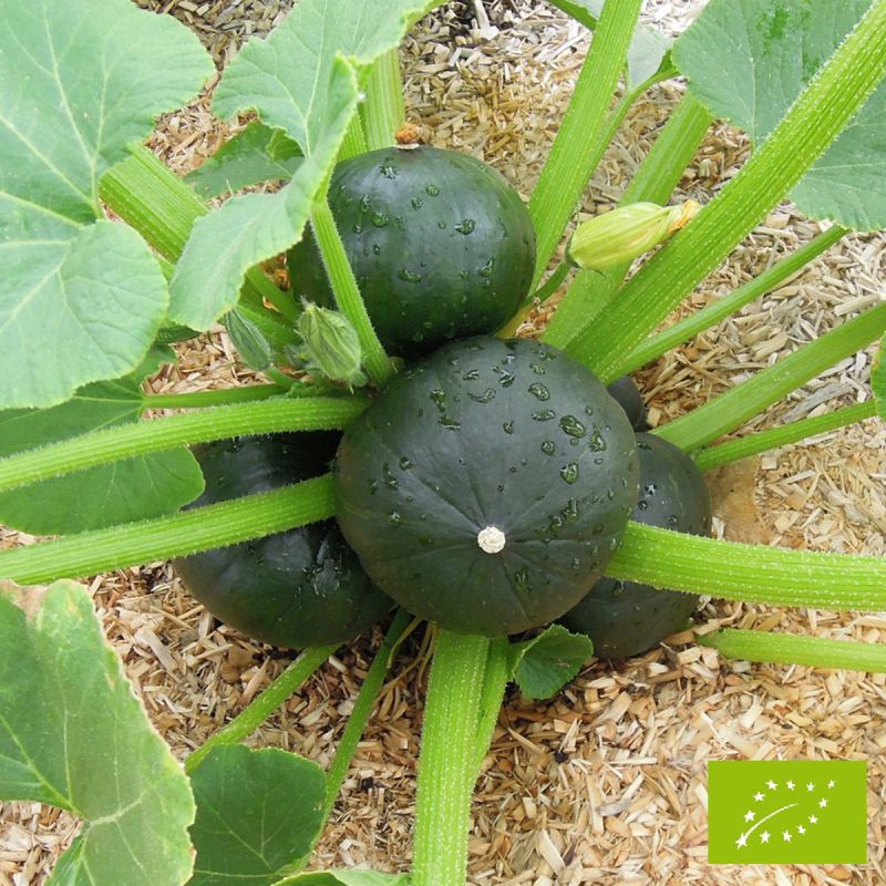 image d'une tomate Zapallito
